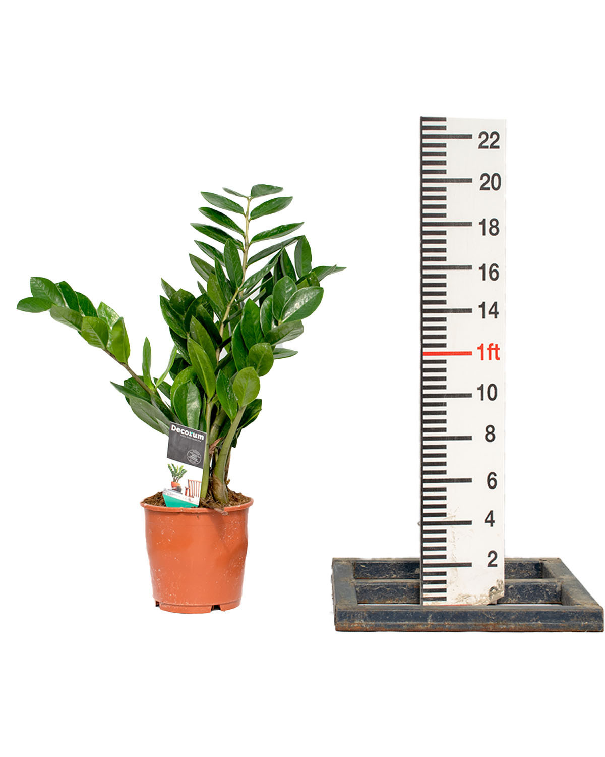 Zamioculcas Zamiifolia