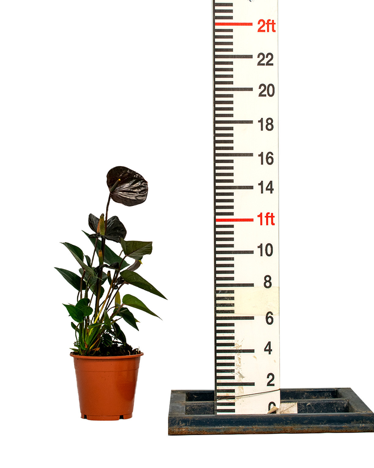 Anthurium Black Love