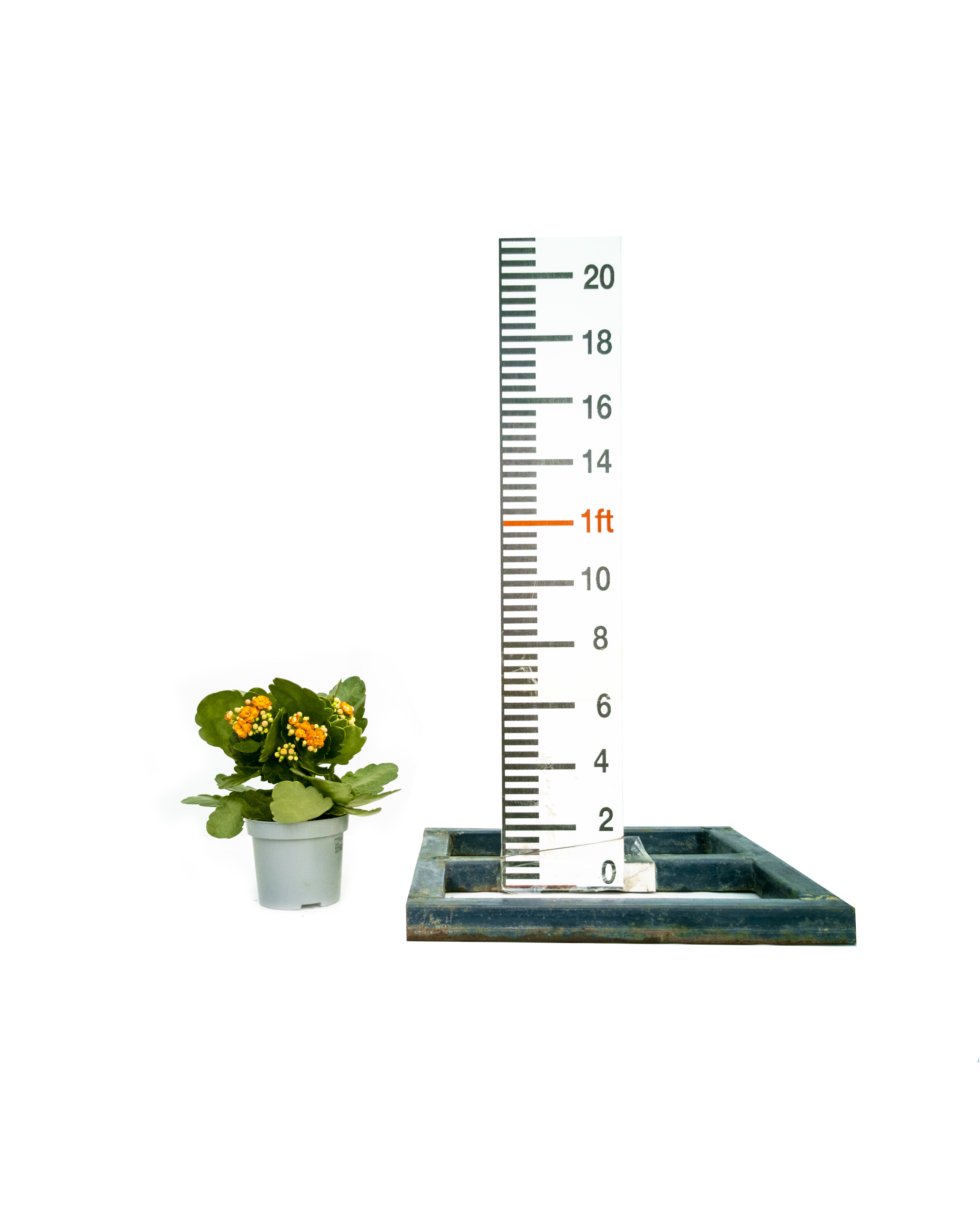 Kalanchoe "Calandiva Hawn"